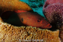 A Coney tries to remain hidden among Sponge in Cozumel. by David Gilchrist 